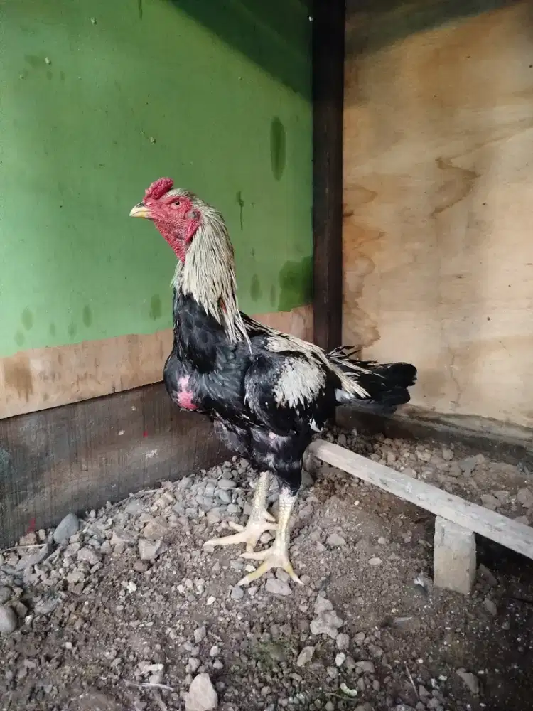 Jual induk siam bangkok mangon