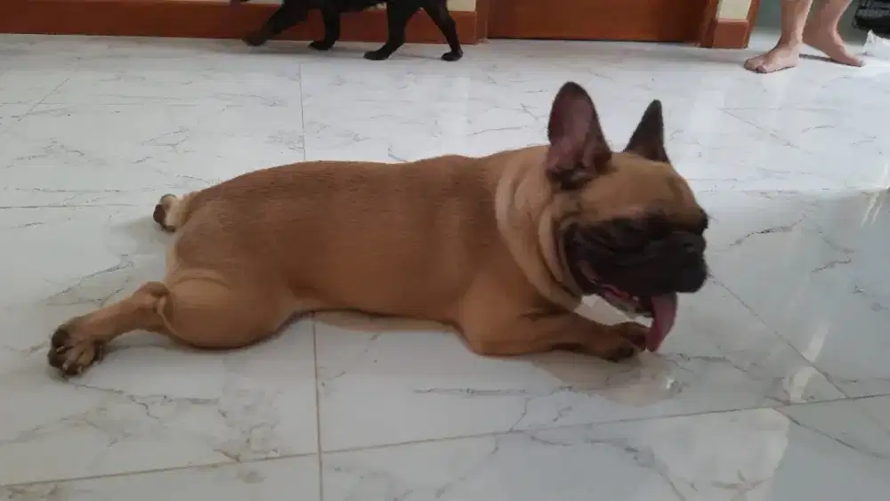 Dijual frenchie /french bulldog jantan stb