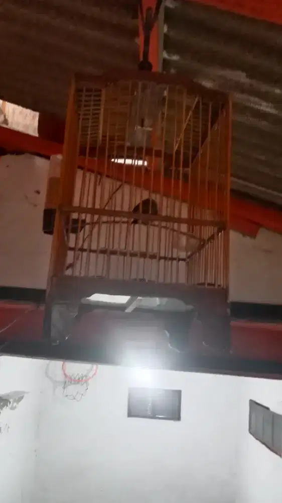 Jual burung udah nyada dengan kurung besi msh bagus