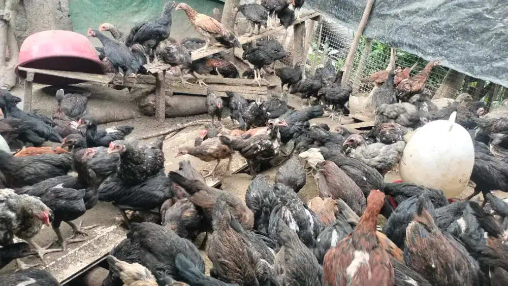 Jual ayam kampung ready stok 1500 ekor