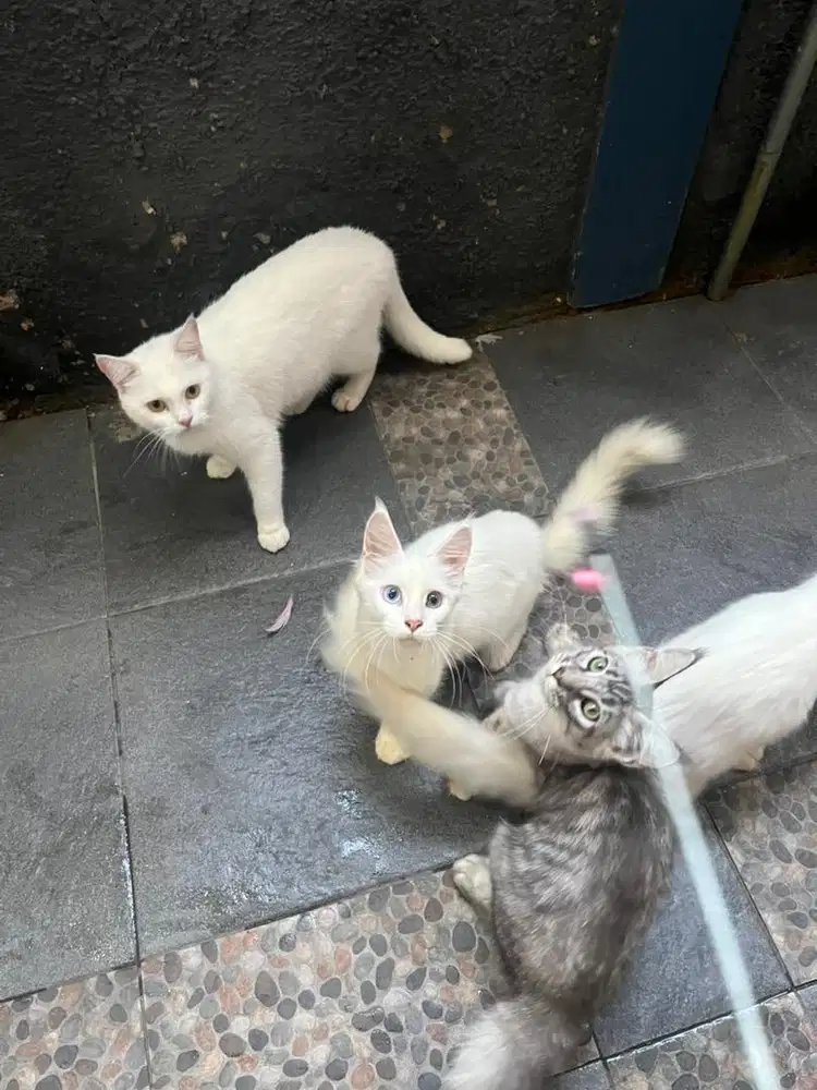 Kitten Mainecoon NP pure