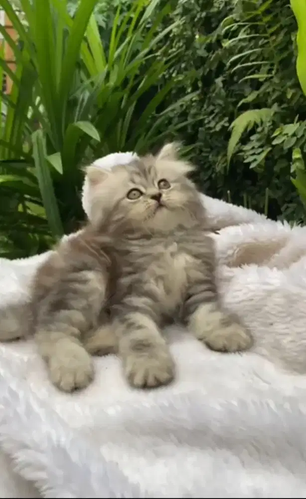 Kitten flatnose abu lucu bulu lebat