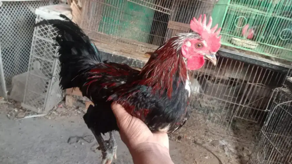 Ayam jago ketawa disko