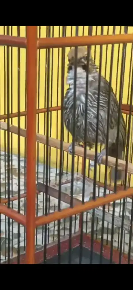 Cucak rowo gacor dor suara kenceng2 bgt