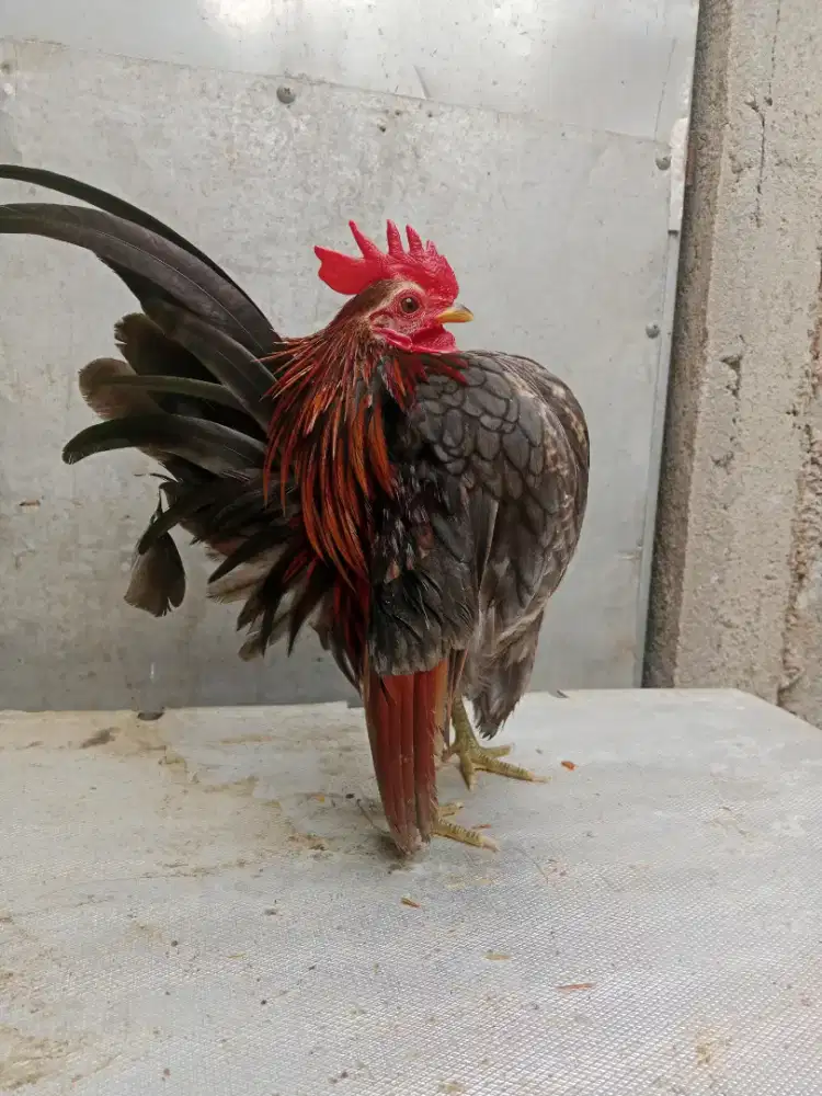 Jual ayam serama asli