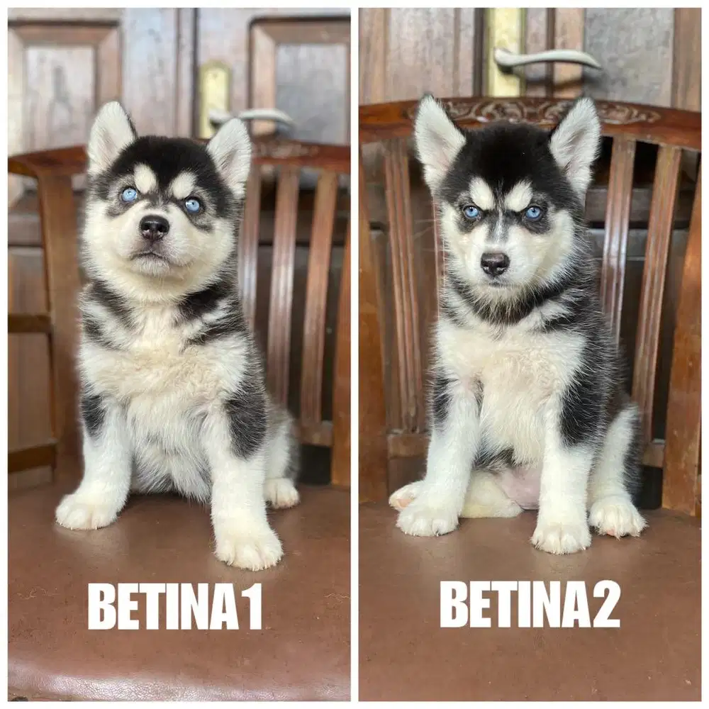 Siberian husky betina stb vaksin