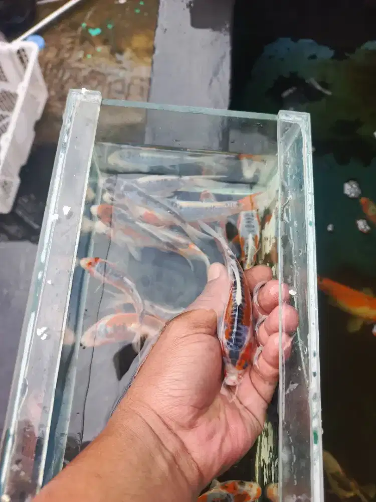 Ikan koi mumer Blitaran