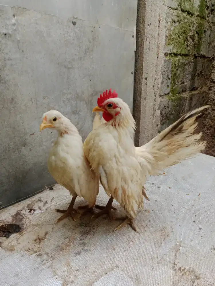 Jual ayam serama asli