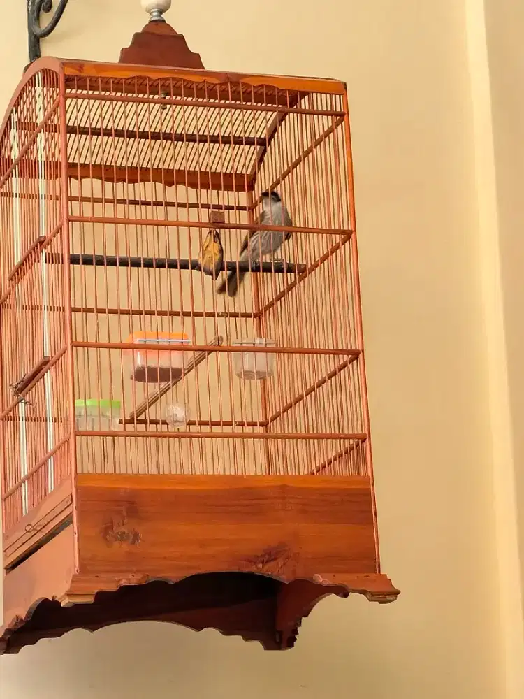 cucak pantai gacor bunyi variasi fulset