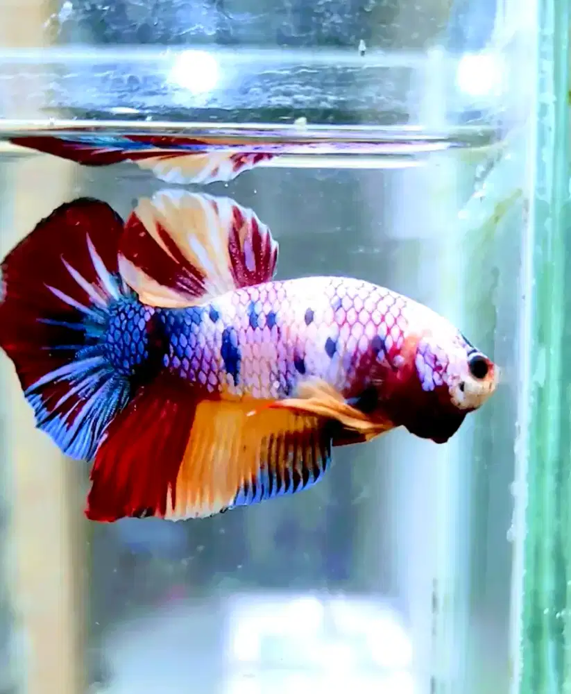 Cupang Giant Berbagai Warna