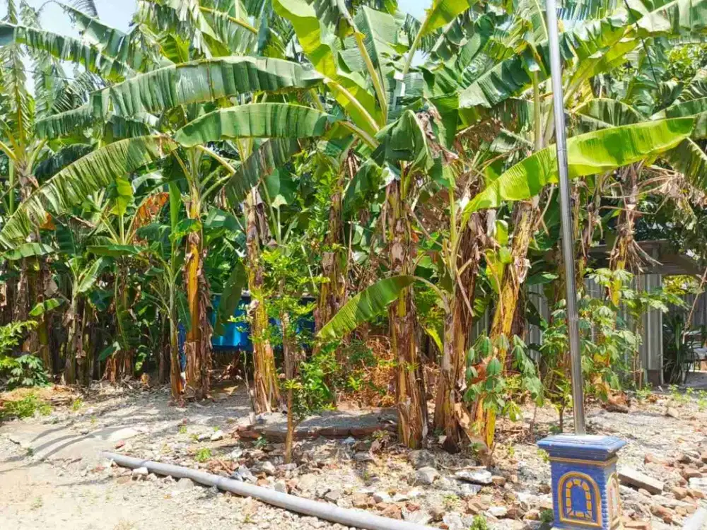 Tanah Prospek Kos Utara Luwes