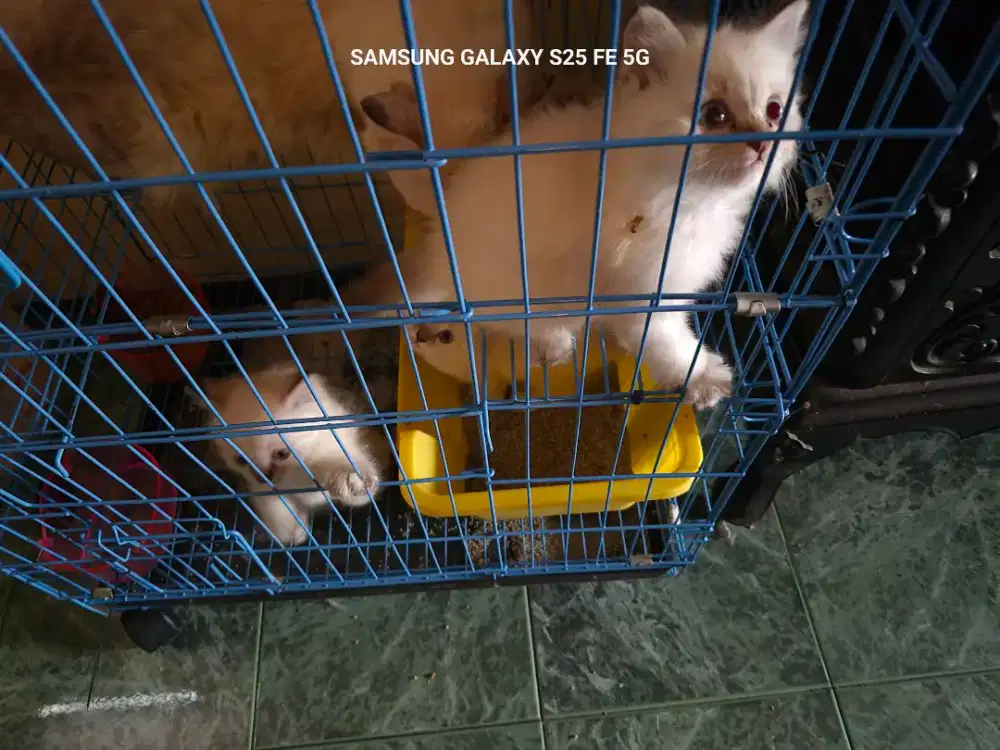 Open Adop Kucing Anggora Jenis Siam Himalaya