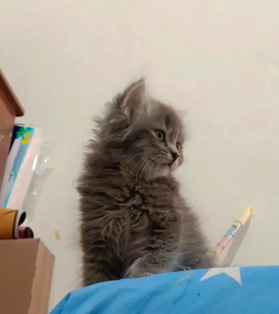 Persia mix BSH Long Hair