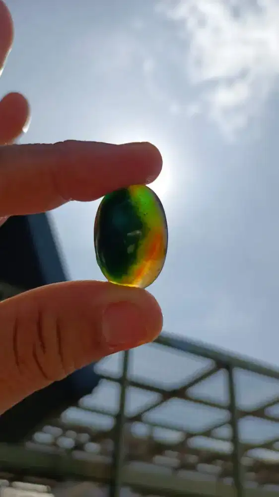 Bacan Doko Selasih Material CokMer Kualitas Kontes Size Jumbo