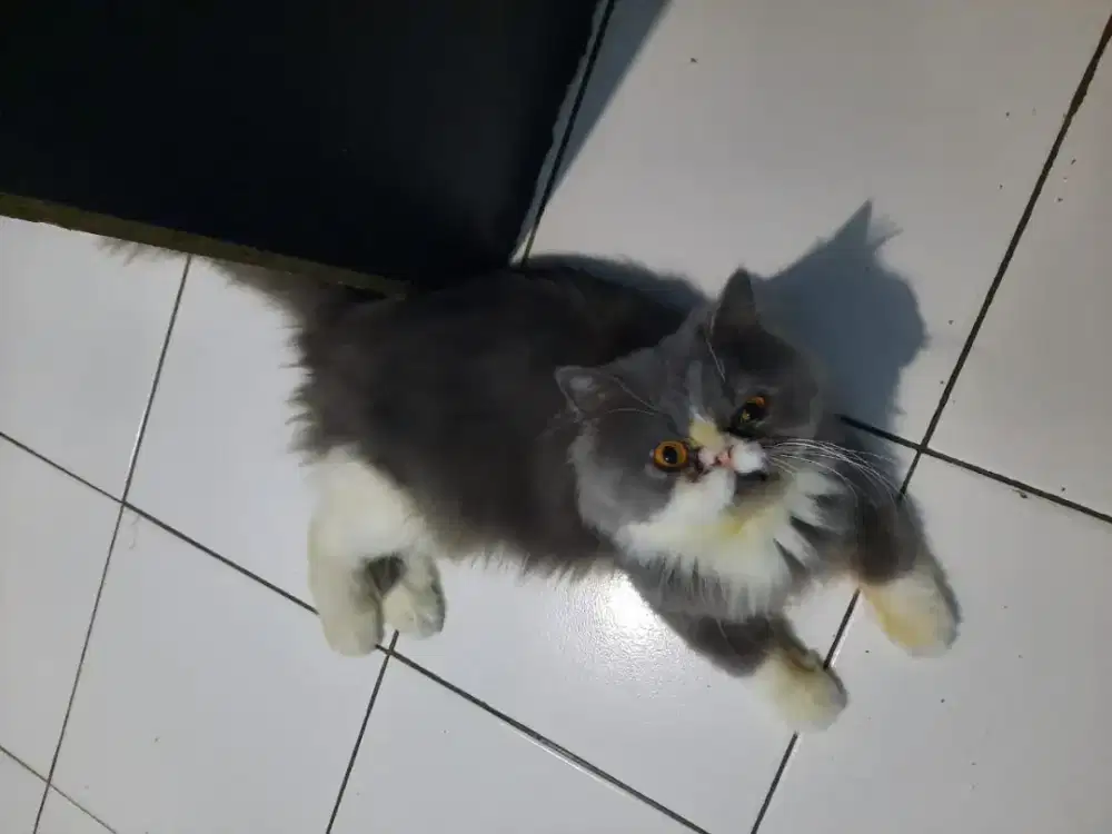 Peaknose longhair Bicoulor