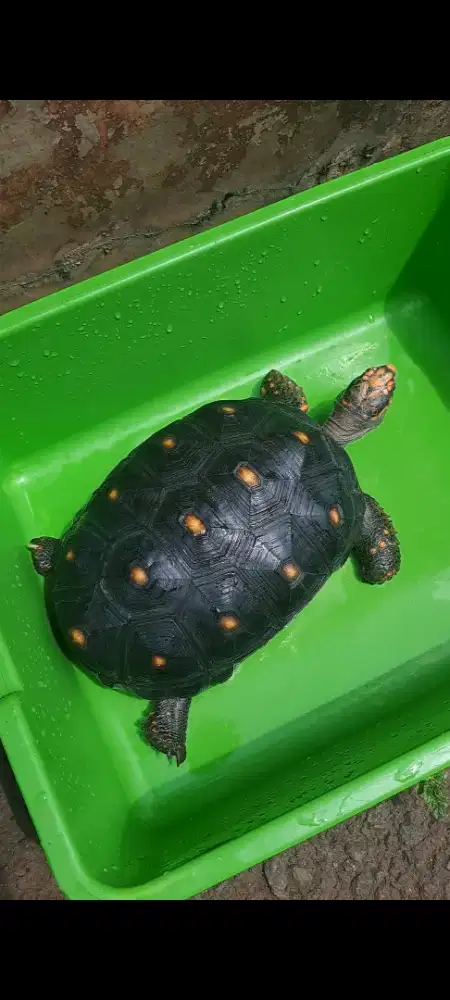 Kura kura redfoot betina ukuran 25 cm