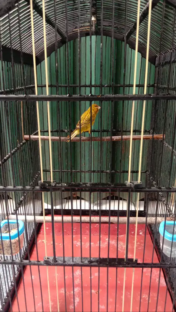 Dijual burung kenari