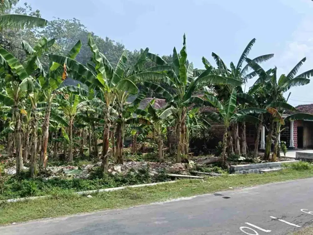 Tanah Pinggir Jalan Aspal Desa
Lokasi Ds.Karanglo lor, sukorejo ponorogo