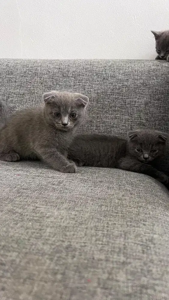 Kucing sf & bsh Murah