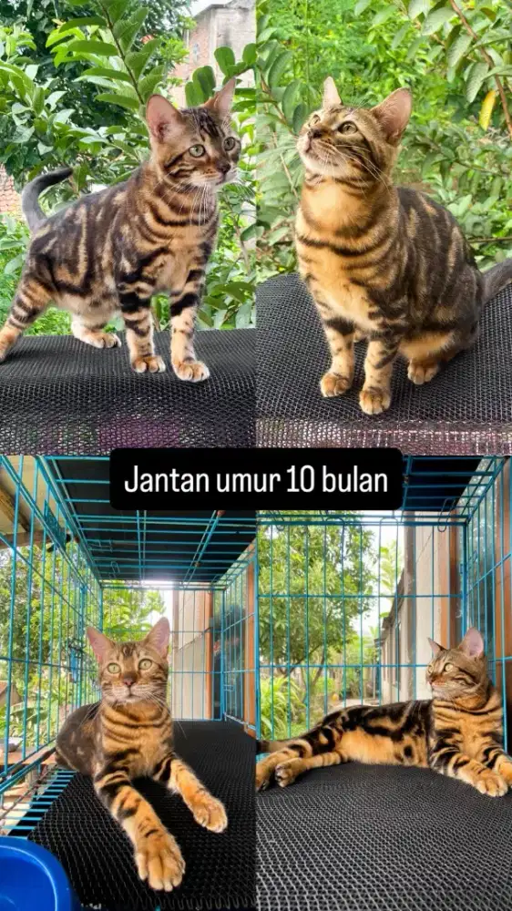 KUCING BENHGAL BROWN 10BULAN JANTAN NONPED