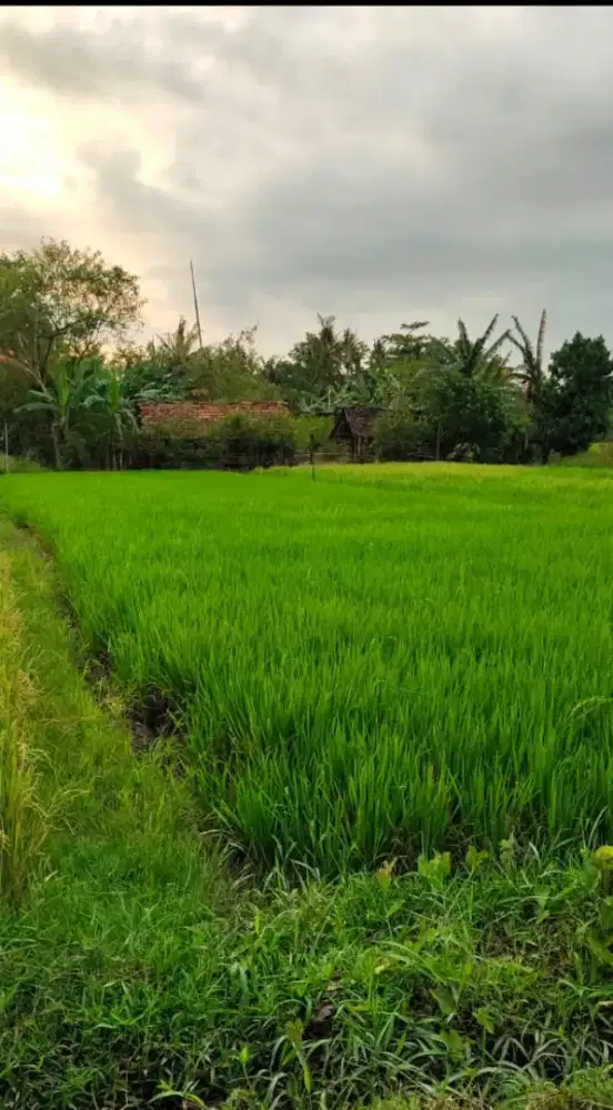 Sawah dijual BU