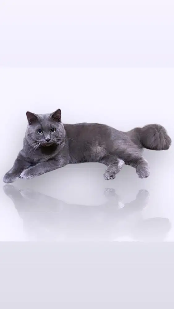 Persia medium pejantan