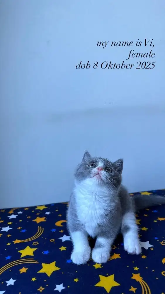 BSH Bico dan Blue Solid