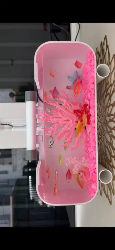 Aquarium acrylic mini set uk 30 x 11 x 11 ( lengkap filter semua)