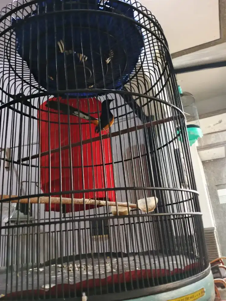 Murai batu medan gacor nembak nembak ,2 piala