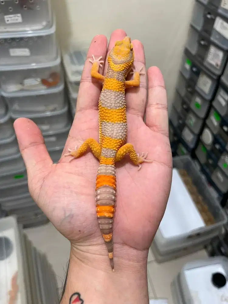 Leopard gecko tangerine
