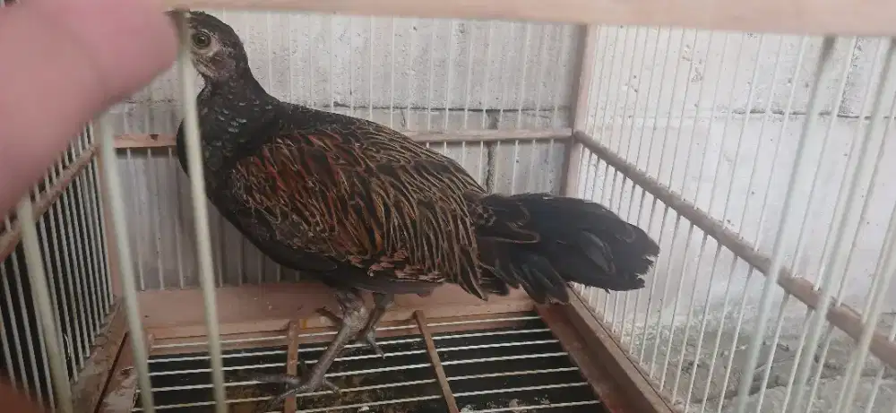 Ayam hutan hijau jantan