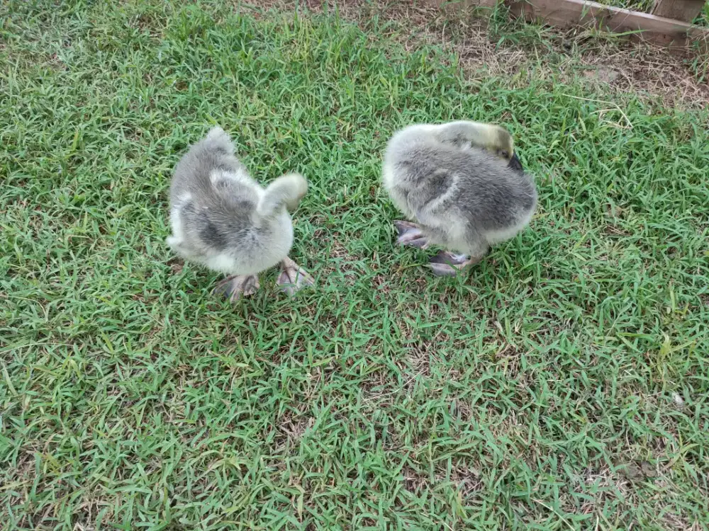 Angsa Anakan Benggala