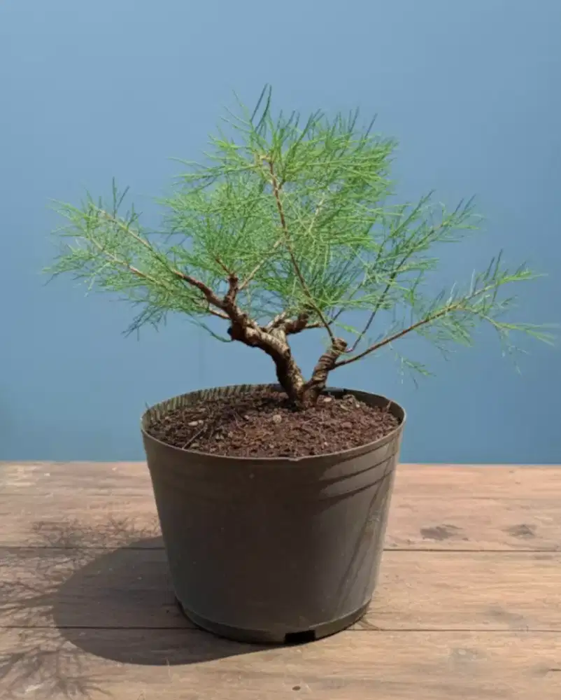 Bahan bonsai Cemara Udang 01