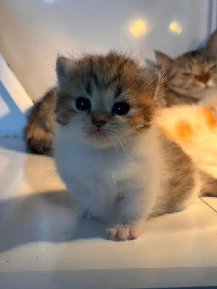 Open Booking BSH Munchkin