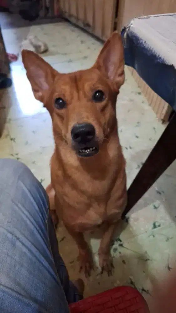 DICARI anjing ras besar jenis apapun(puppy)