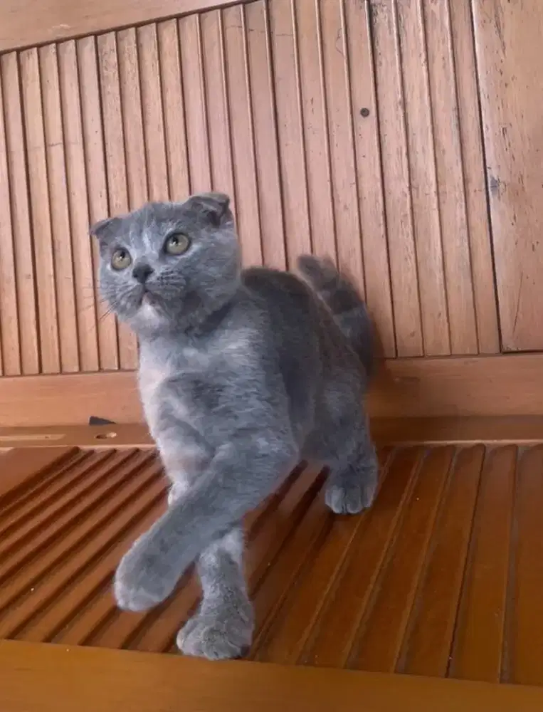 Kucing kitten British ScottishFold Betina supergemoy
