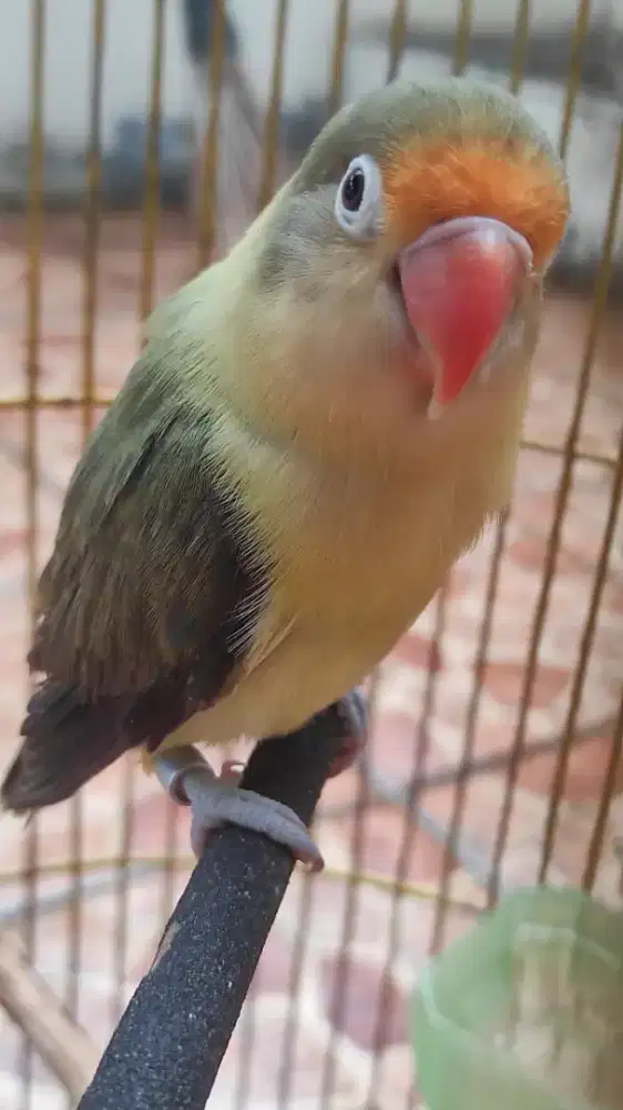 Pb Ewing green split pf betina