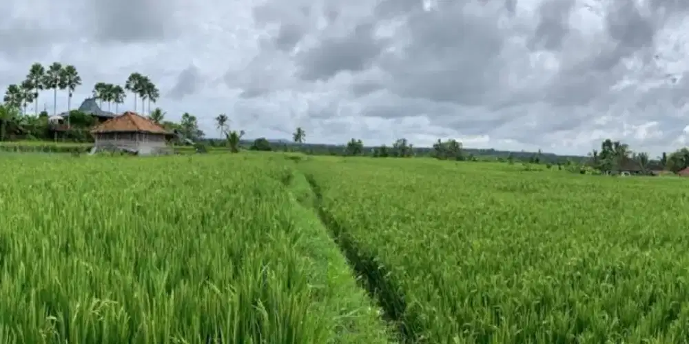 Disewakan Tanah / Land for lease