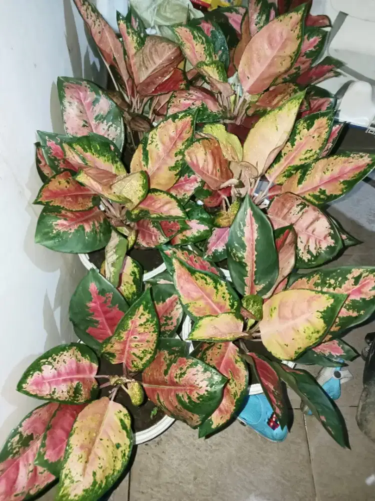 Jual tanaman hias, Aglonema red kocin