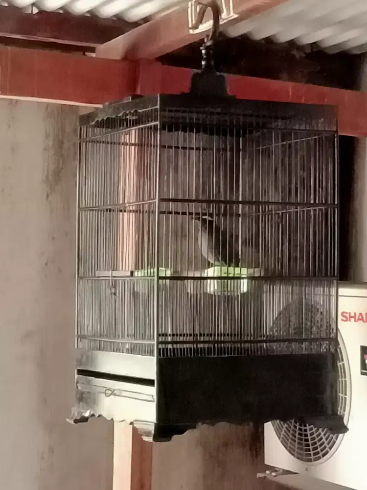 Anis Hitam, Siberia jantan vortot jinak.