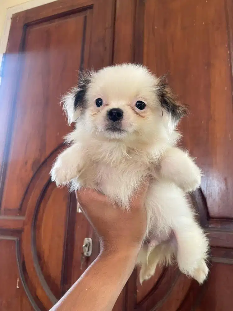 ANJING SHIH TZU JAPANESE CHIN