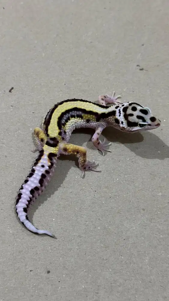 Gecko Bold Stripe Jantan