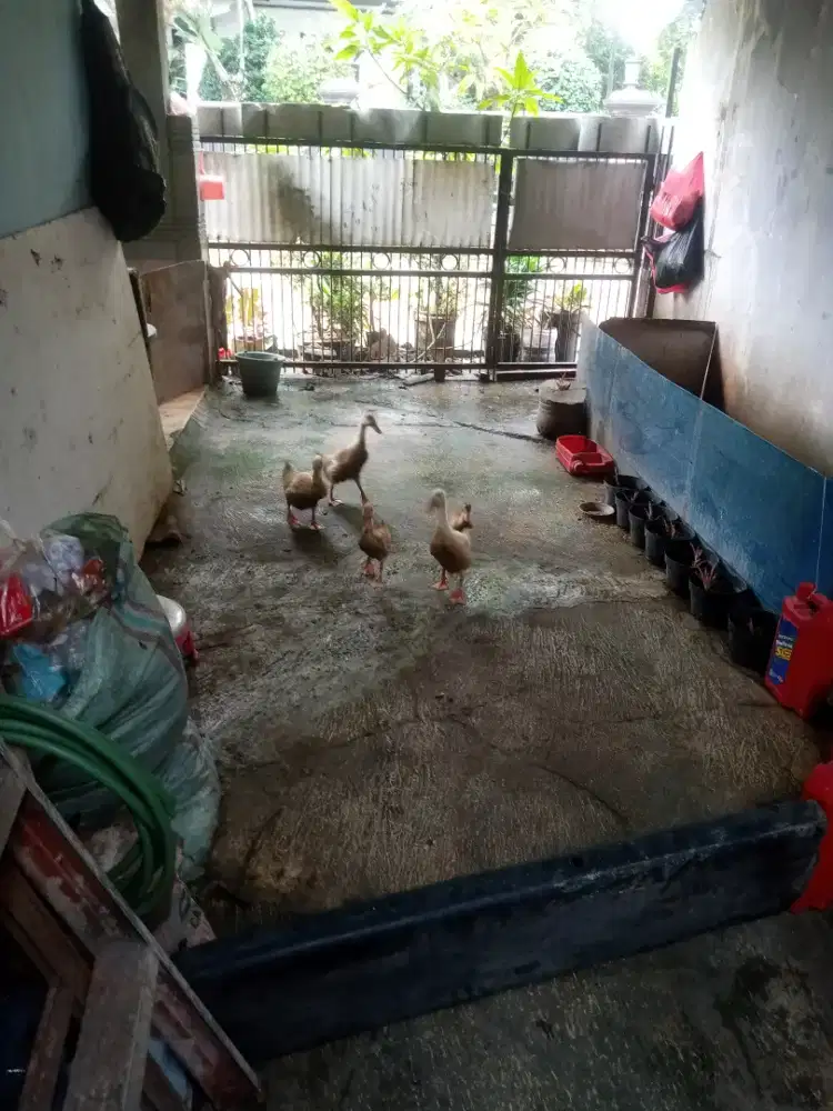Jual bebek peking 5 ekor