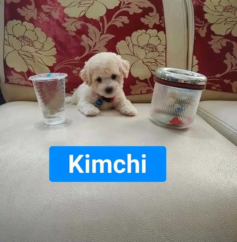 Female Fawn/Light Apricot Toy Poodle