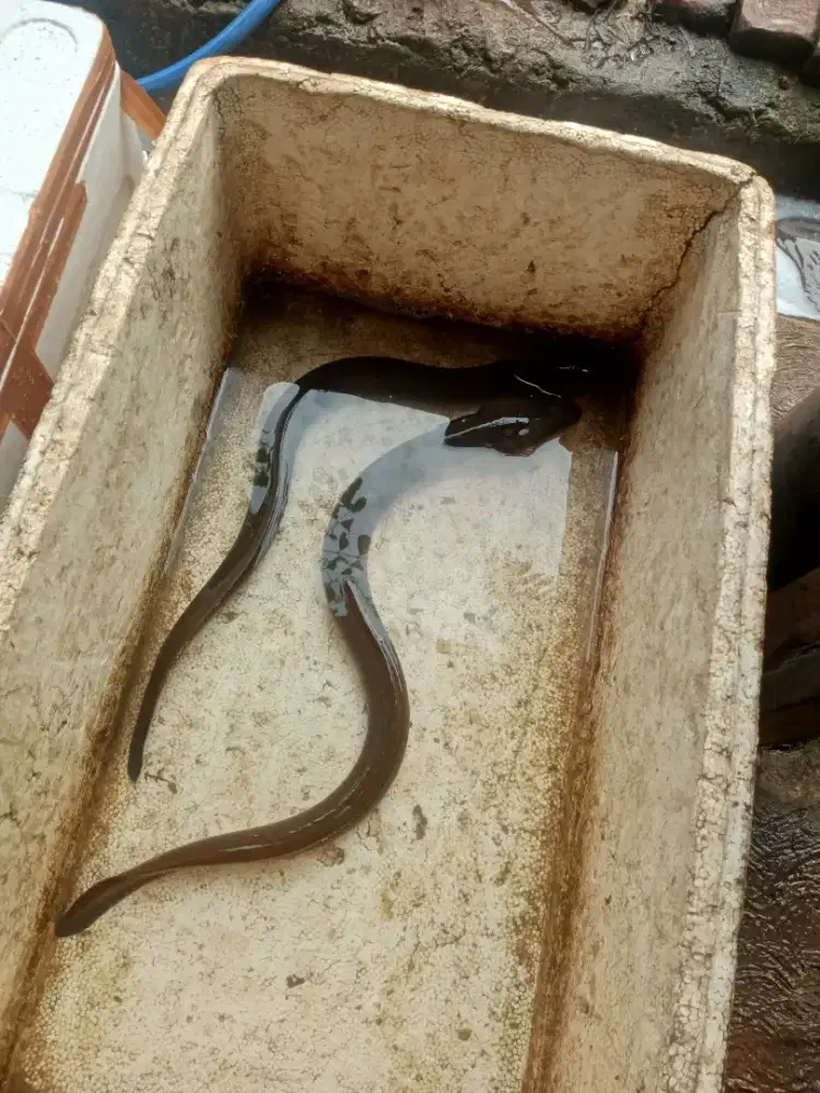 Jual ikan Gapus Dan ikan belut