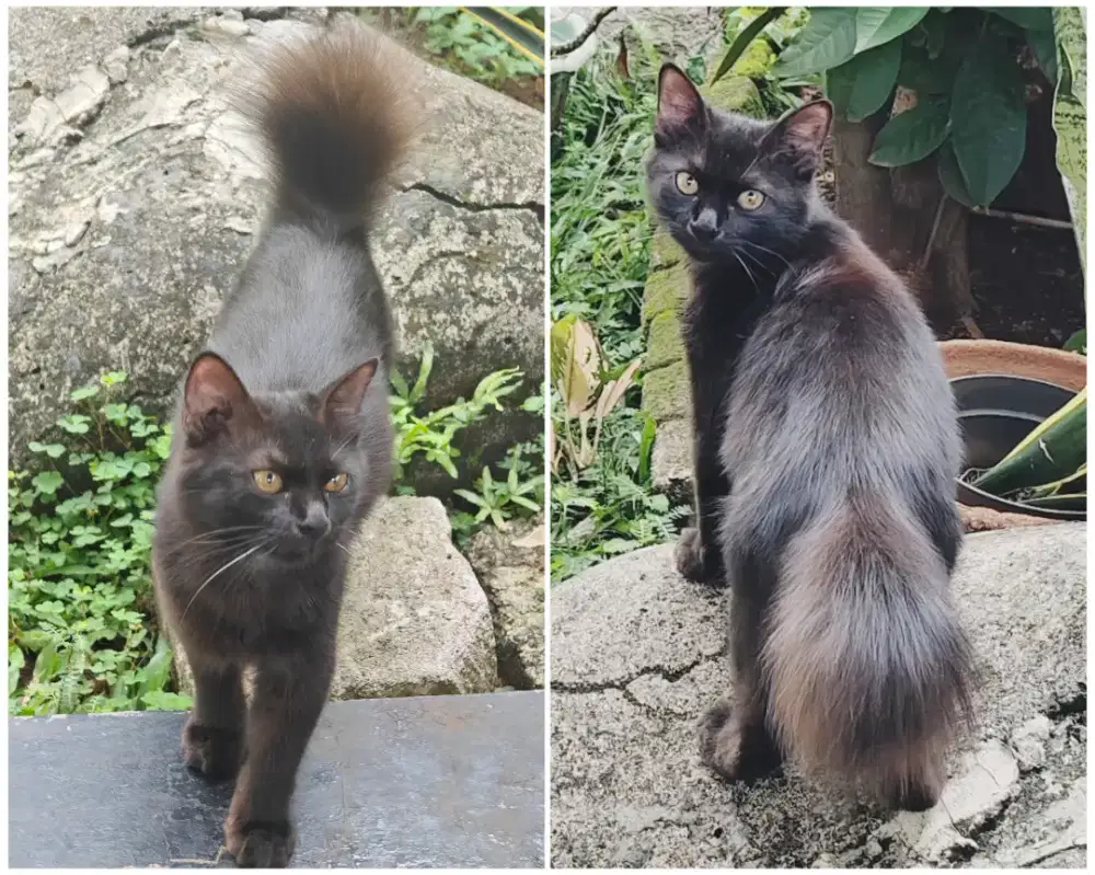 Free Adopt Mixdome Jantan 7 bln Betina 6bln