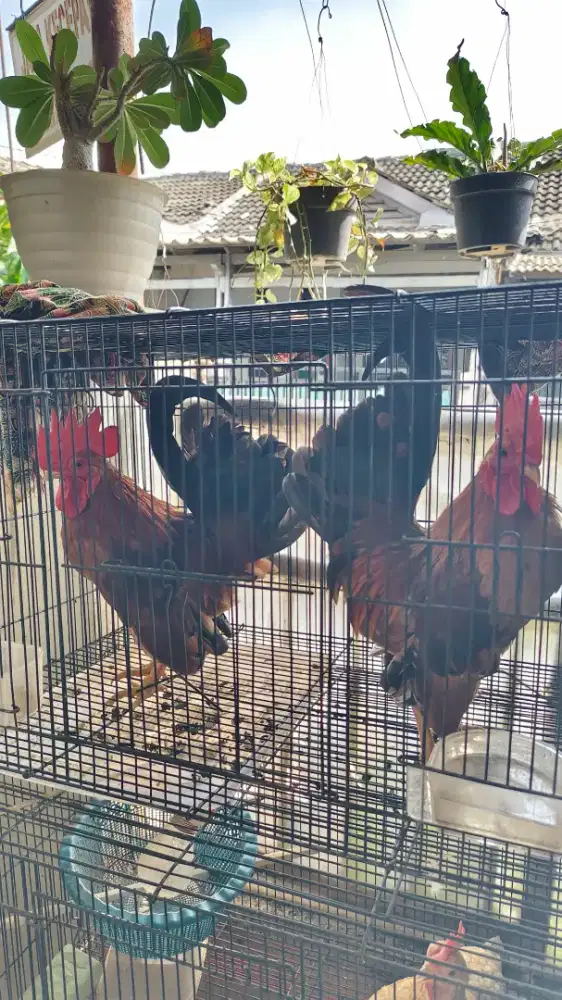 Ayam Kate Serama (jantan)