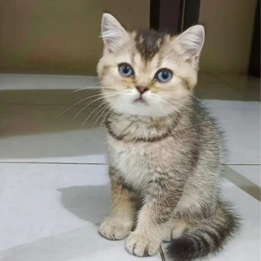 British Short Hair Golden