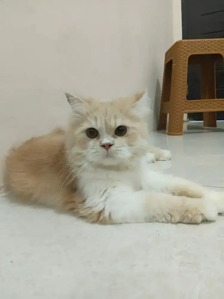 Kitten Persia Medium