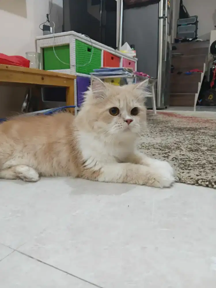 Kitten Persia long hair